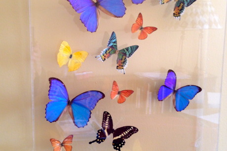 Good-News-Monday:-Monarch-Butterflies-Increase2.jpeg