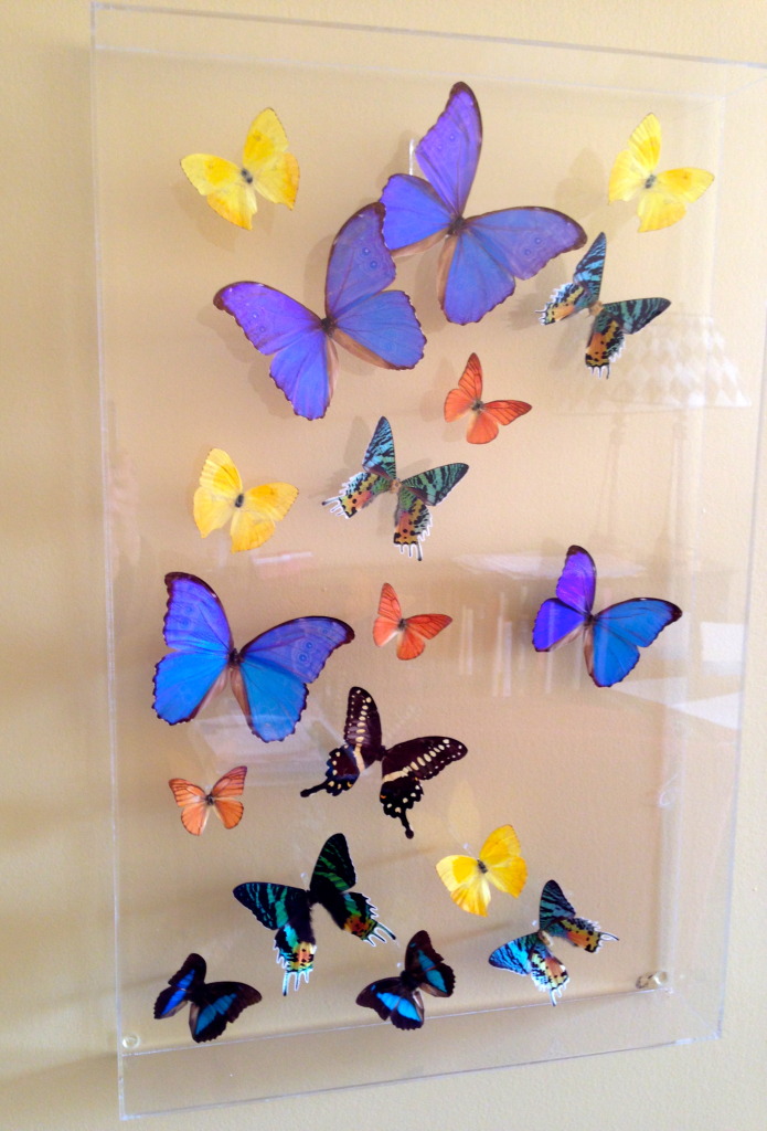 Good-News-Monday:-Monarch-Butterflies-Increase2.jpeg