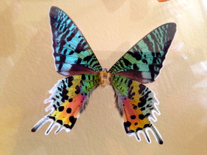 Good-News-Monday:-Monarch-Butterflies-Increase4.jpeg