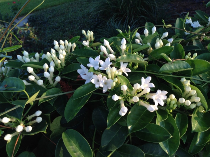 Good-News-Monday:-April-Blossoms-Jasmine