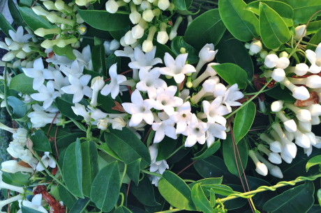 Good-News-Monday:-April-Blossoms-Jasmine's-Soulful-Scent-3.jpeg