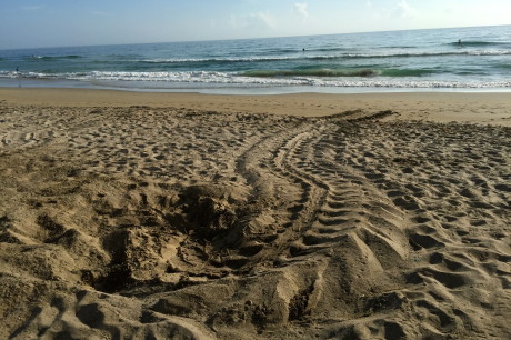 Good-News-Monday:-Jensen-Beach-Promises-Baby-Sea-Turtles-1.jpeg