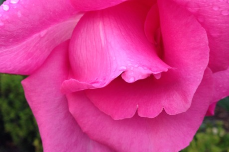 smell-the-roses-spansita-philosophy