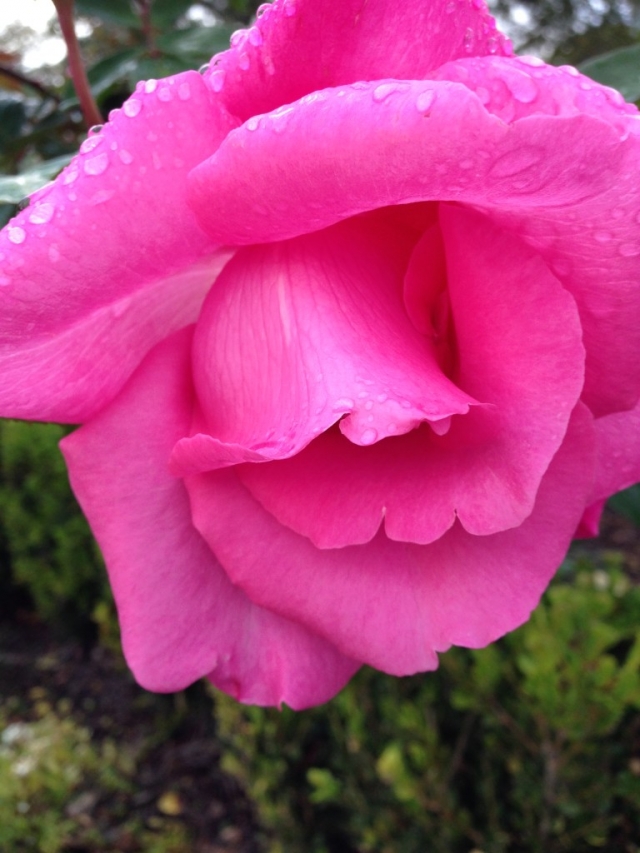 smell-the-roses-spansita-philosophy