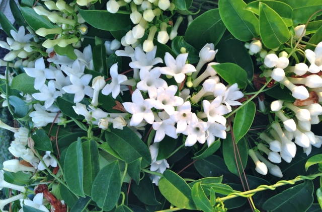 spanista-refelction-walk-jasmine-kc.jpeg