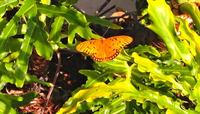 spanista-refelction-walk-butterfly-kc.jpeg
