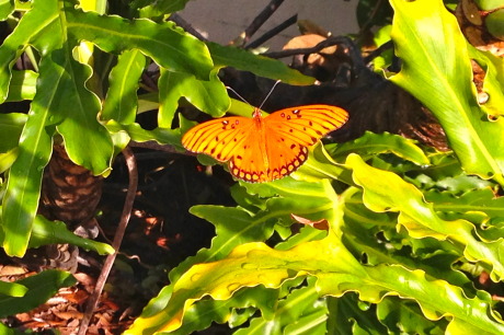spanista-refelction-walk-butterfly-kc.jpeg