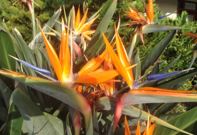 spanista-refelction-walk-bird-of-paradise-kc.jpeg