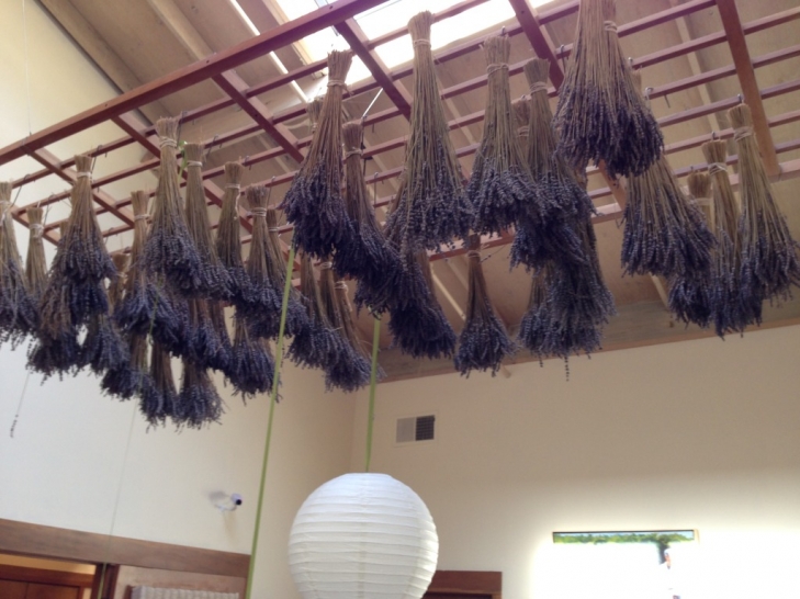 Matanzas-Lavender-Harvest.jpeg