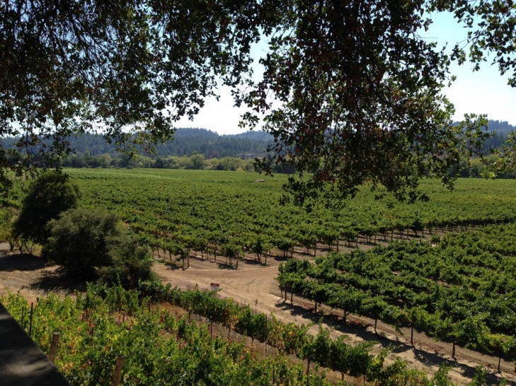 Wilson-Winery-Vineyard-View-1.jpeg