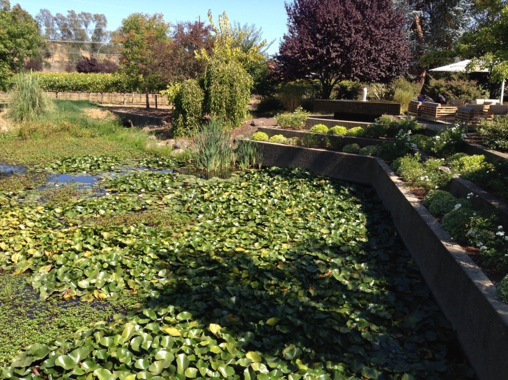 J-Vineyards-Offers-Pond.jpeg