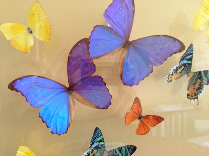 Good-News-Monday:-Monarch-Butterflies-Increase3.jpeg