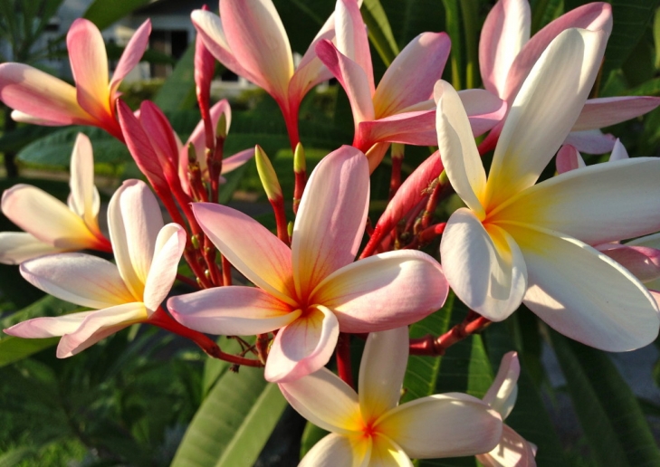 Friday-Wellness-Tip:-Welcome-Spring-2.jpeg
