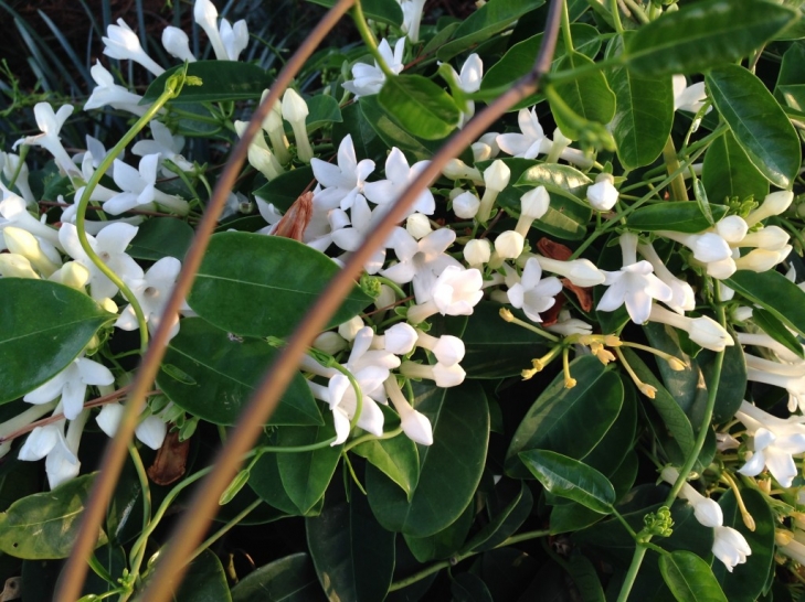 Good-News-Monday:-April-Blossoms-Jasmine