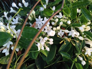 Good-News-Monday:-April-Blossoms-Jasmine's-Soulful-Scent-2.jpeg