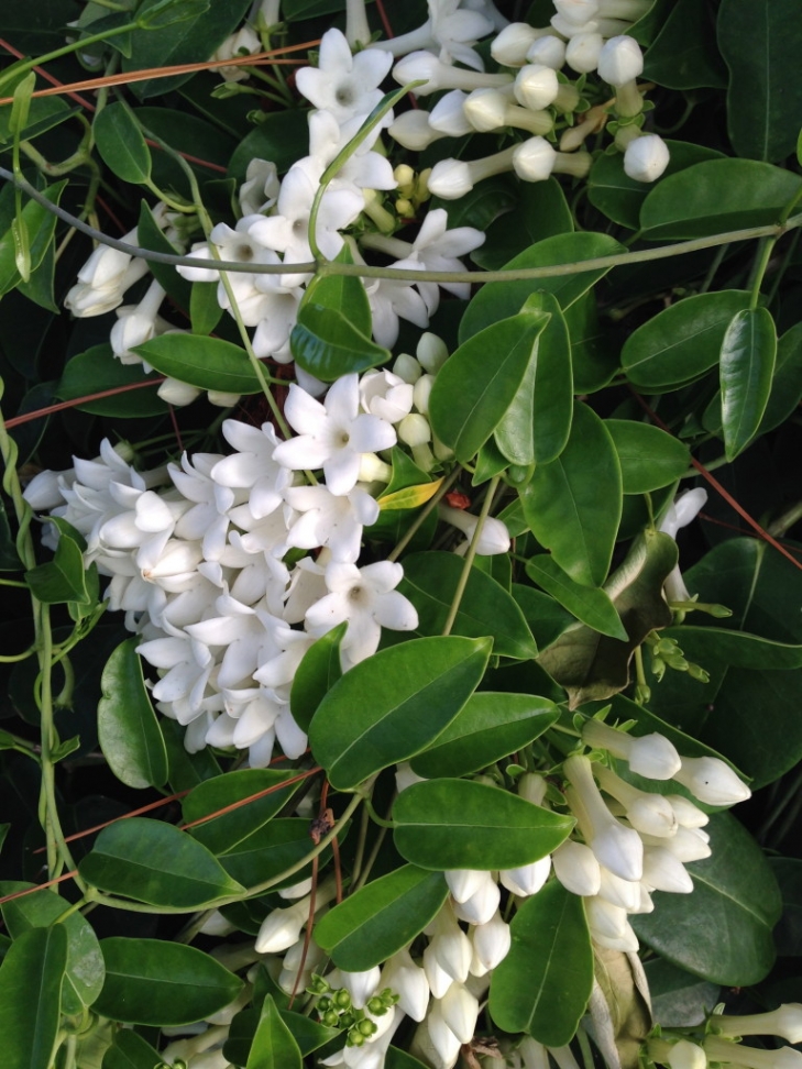 Good-News-Monday:-April-Blossoms-Jasmine
