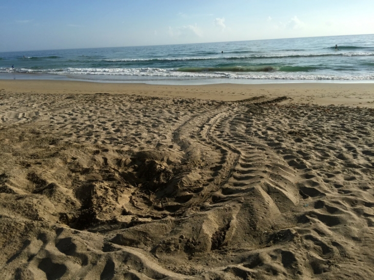 Good-News-Monday:-Jensen-Beach-Promises-Baby-Sea-Turtles-1.jpeg