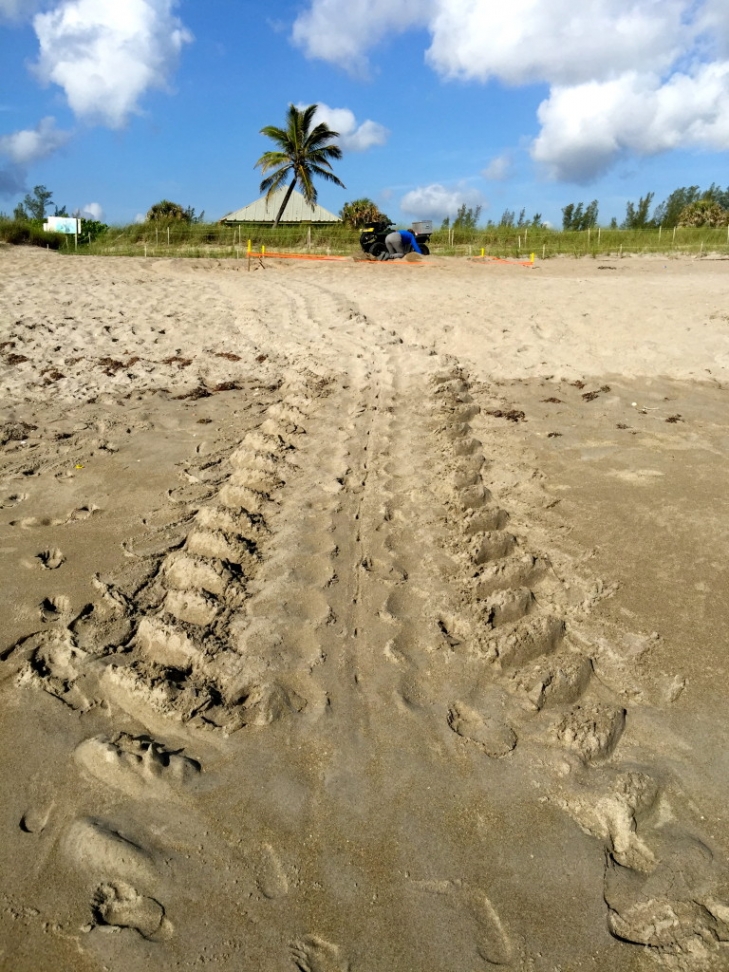 Good-News-Monday:-Jensen-Beach-Promises-Baby-Sea-Turtles-3.jpeg