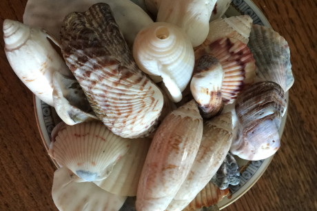 Beachcombing-Practice:-Shell-Hunting-Offers-Soulful-Meditation-1.jpeg