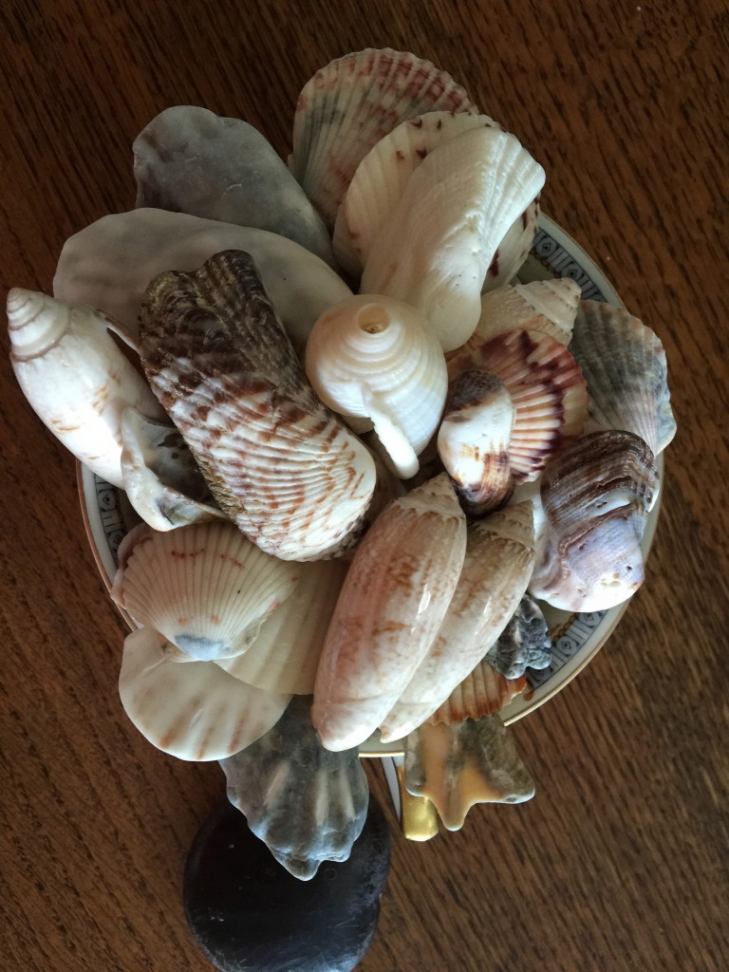 Beachcombing-Practice:-Shell-Hunting-Offers-Soulful-Meditation-1.jpeg