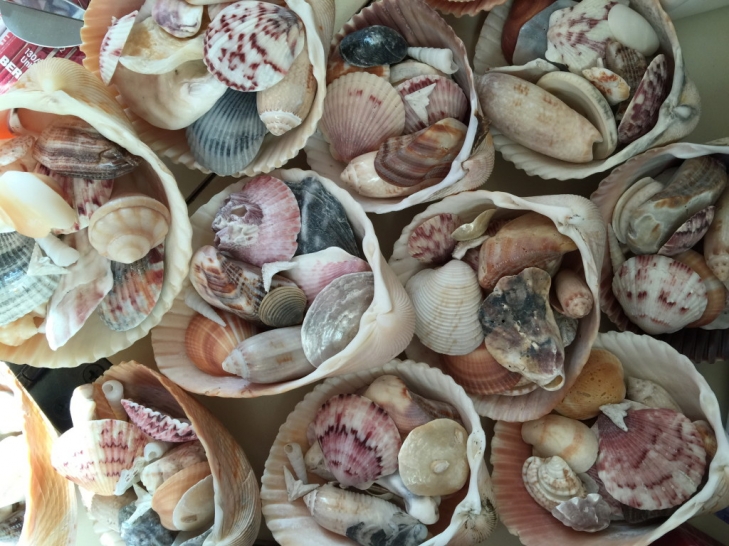 Beachcombing-Practice:-Shell-Hunting-Offers-Soulful-Meditation-3.jpeg