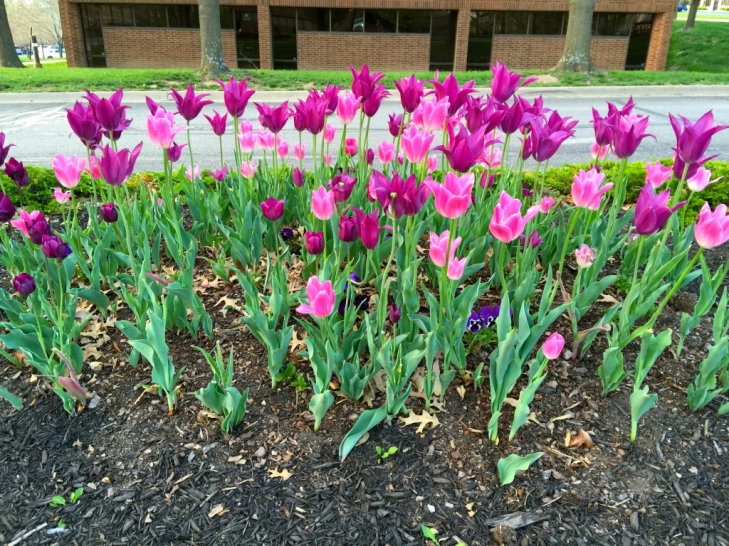 Spring,-Spring-What-A-Wonderful-Thing!-2.jpeg