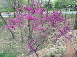 Spring,-Spring-What-A-Wonderful-Thing!-4.jpeg