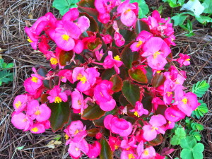 Tampa-Reflection-Walk-Welcomes-Nature's-Colorful-Beauty-6.jpeg