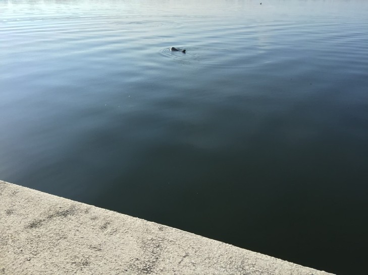 Dolphin-Appearance-Symbolizes-Breathe,-Love,-Balance.jpeg