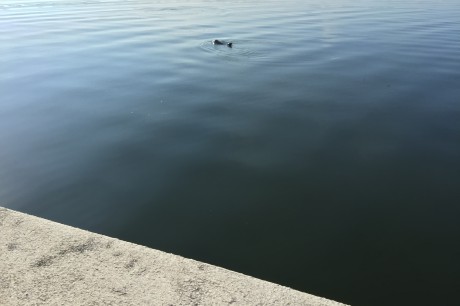Dolphin-Appearance-Symbolizes-Breathe,-Love,-Balance.jpeg