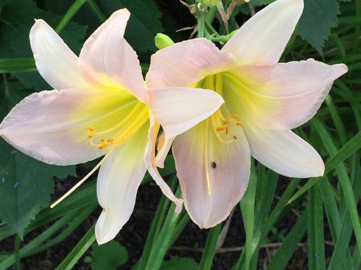 Natures-Colorful-Flowers-Delight-After-Africa