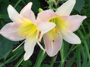 Natures-Colorful-Flowers-Delight-After-Africa's-Dessert-4.jpeg