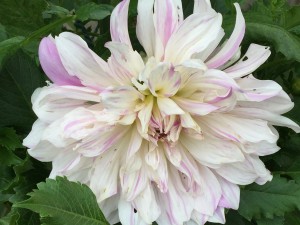 Natures-Colorful-Flowers-Delight-After-Africa's-Dessert-2.jpeg