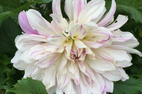 Natures-Colorful-Flowers-Delight-After-Africa's-Dessert-2.jpeg