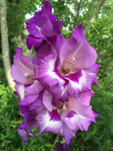 Natures-Colorful-Flowers-Delight-After-Africa's-Dessert-1.jpeg