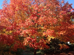 Friday-Wellness-Tip:-Plan-Your-Autumn-Getaway-1.jpeg