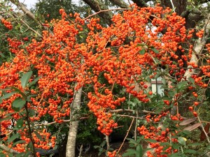 Welcome-Fall:-6-Orange-Crush-Indulgences-7.jpeg