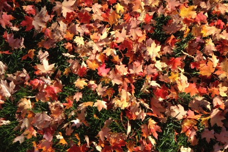 Friday-Wellness-Tip:-Seek-Sublime-Moments.jpeg