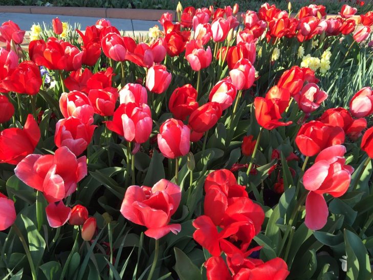 Good-News-Monday:-Spring