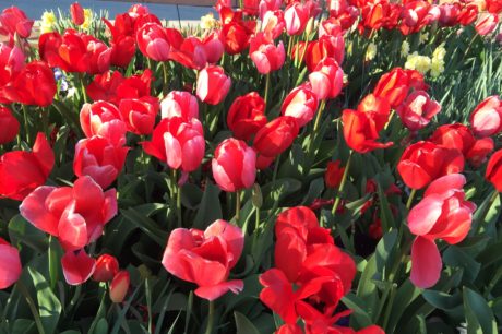 Good-News-Monday:-Spring's-Spiritual-Awakening-4.jpeg