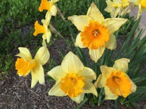 Good-News-Monday:-Spring