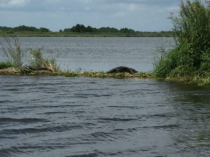 Weekend-Recharge-Unplug-From-Media-Noise-With-Gator-Bait-Airboat-Adventure-3.jpeg