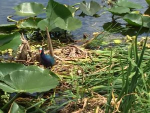 Weekend-Recharge-Unplug-From-Media-Noise-With-Gator-Bait-Airboat-Adventure-4.jpeg