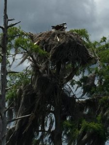 Weekend-Recharge-Unplug-From-Media-Noise-With-Gator-Bait-Airboat-Adventure-2.jpeg